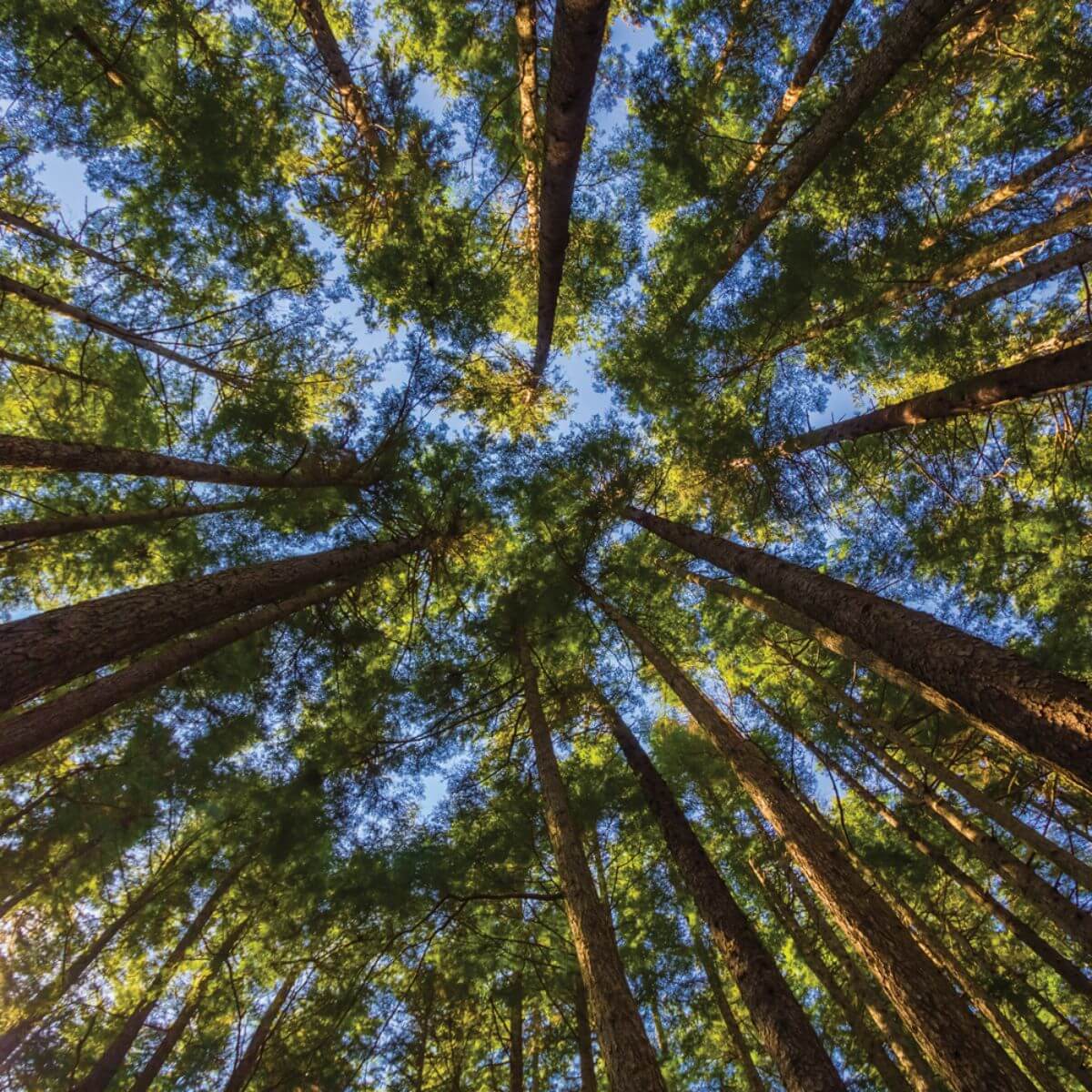 Image of Sitka spruce trees